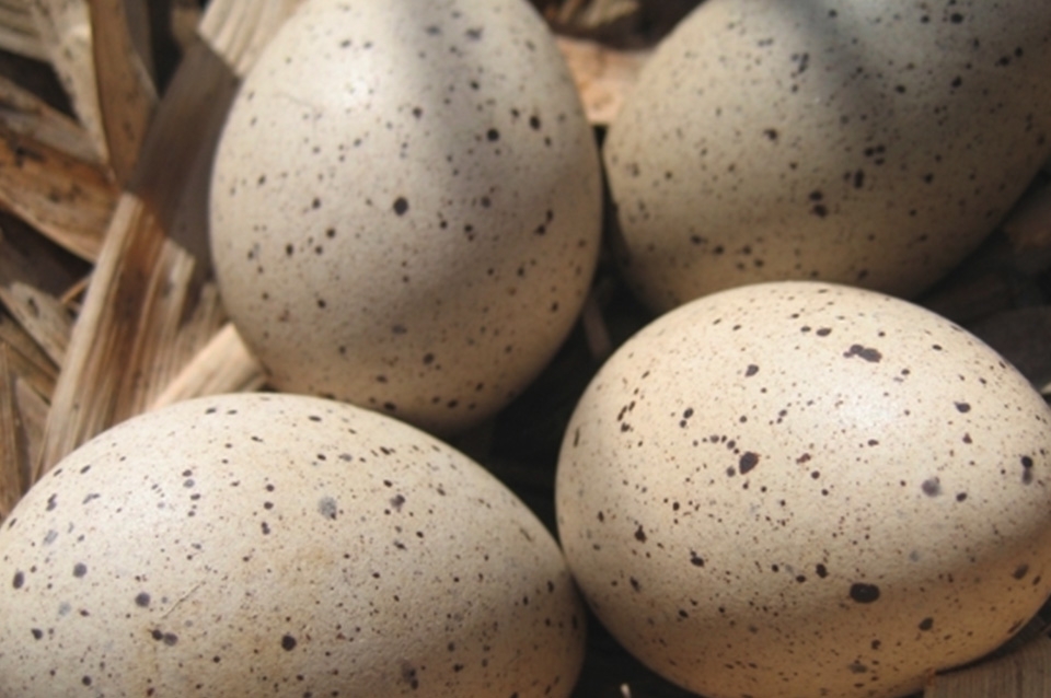 Яйца Утиные Купить В Гомеле